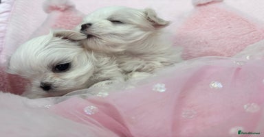 Maltese dogs - Advert 10