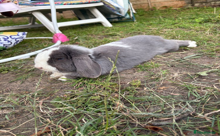 Mini Lop rabbits - Advert 2