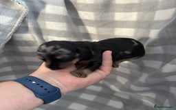 Dachshund dogs for sale: Dapple Dachshund Puppies (5 Girls, 1 Boy) - Image 15