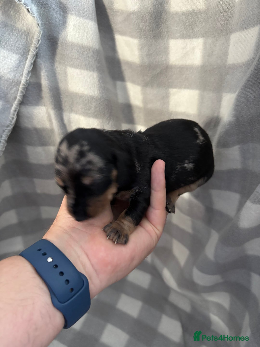 Dachshund dogs for sale: Dapple Dachshund Puppies (5 Girls, 1 Boy) - Image 15