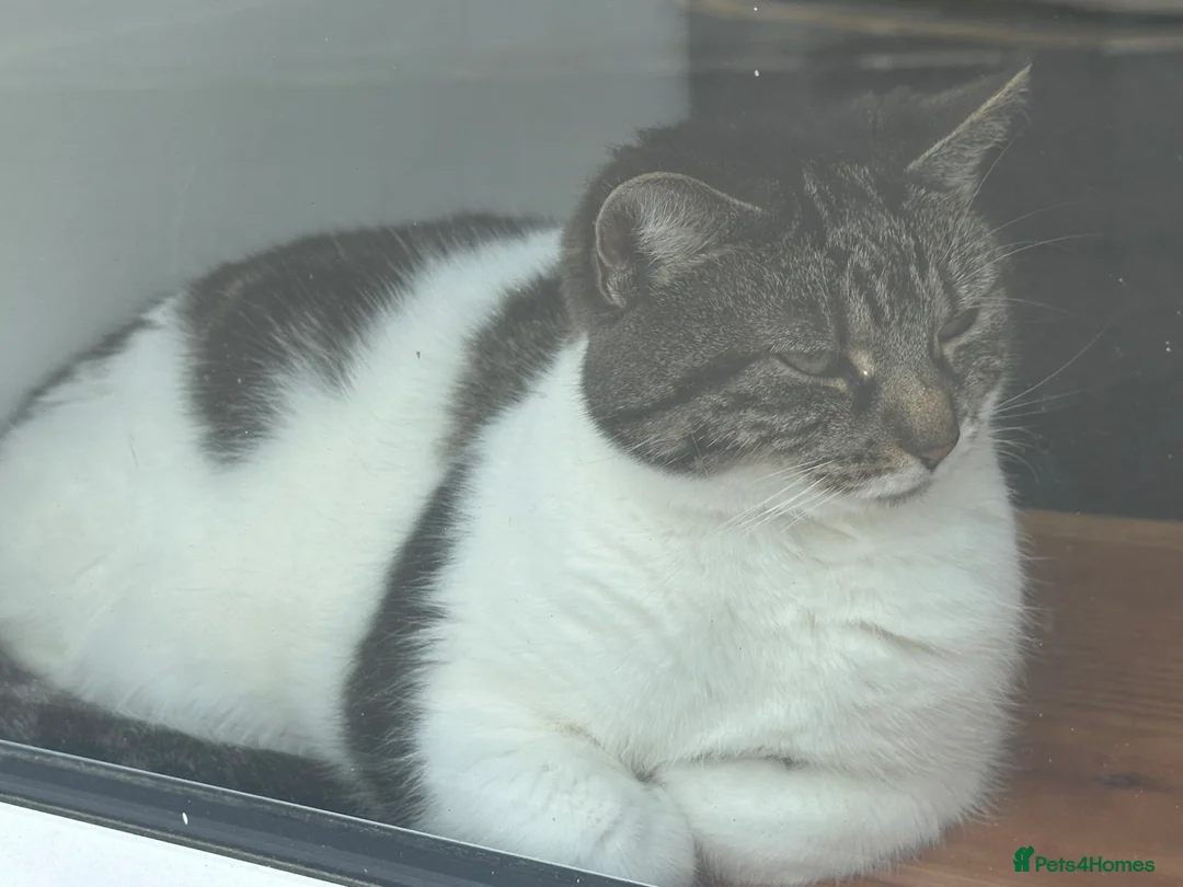 Maine Coon cats for sale: Two girls for sale  in Truro - Advert 2