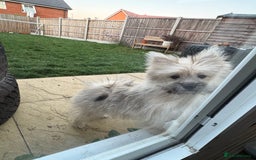 Mixed Breed dogs for sale: Penny the Pomeranian mix  - Image 8