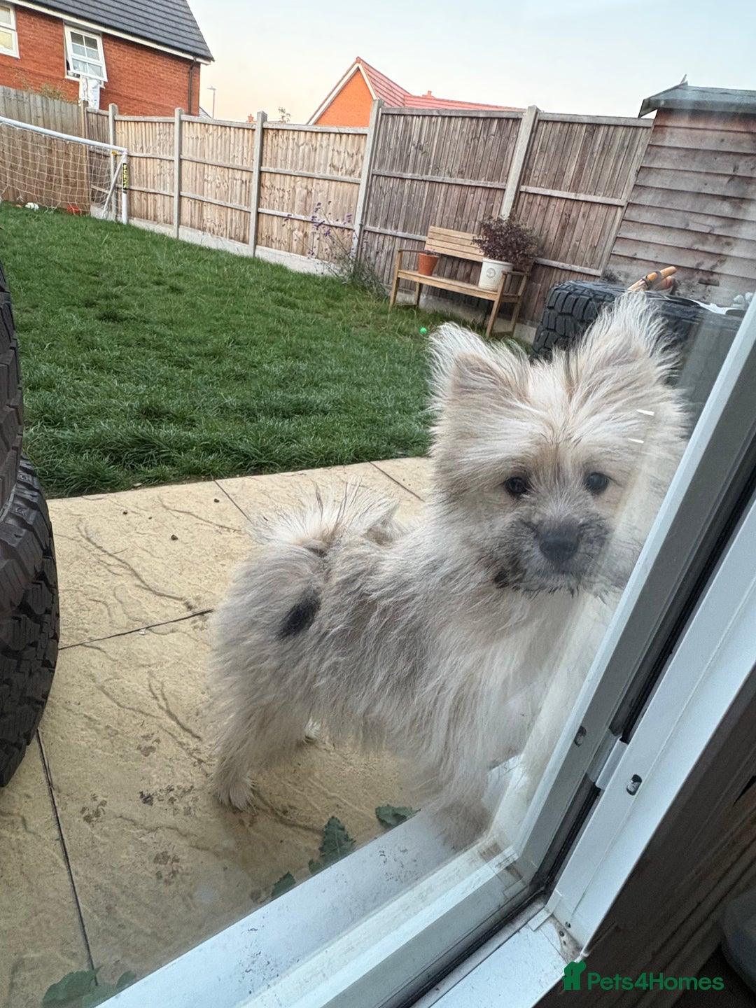 Mixed Breed dogs for sale: Penny the Pomeranian mix  - Image 8