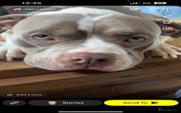 American Bully dogs for sale: Male American bully  - Image 3