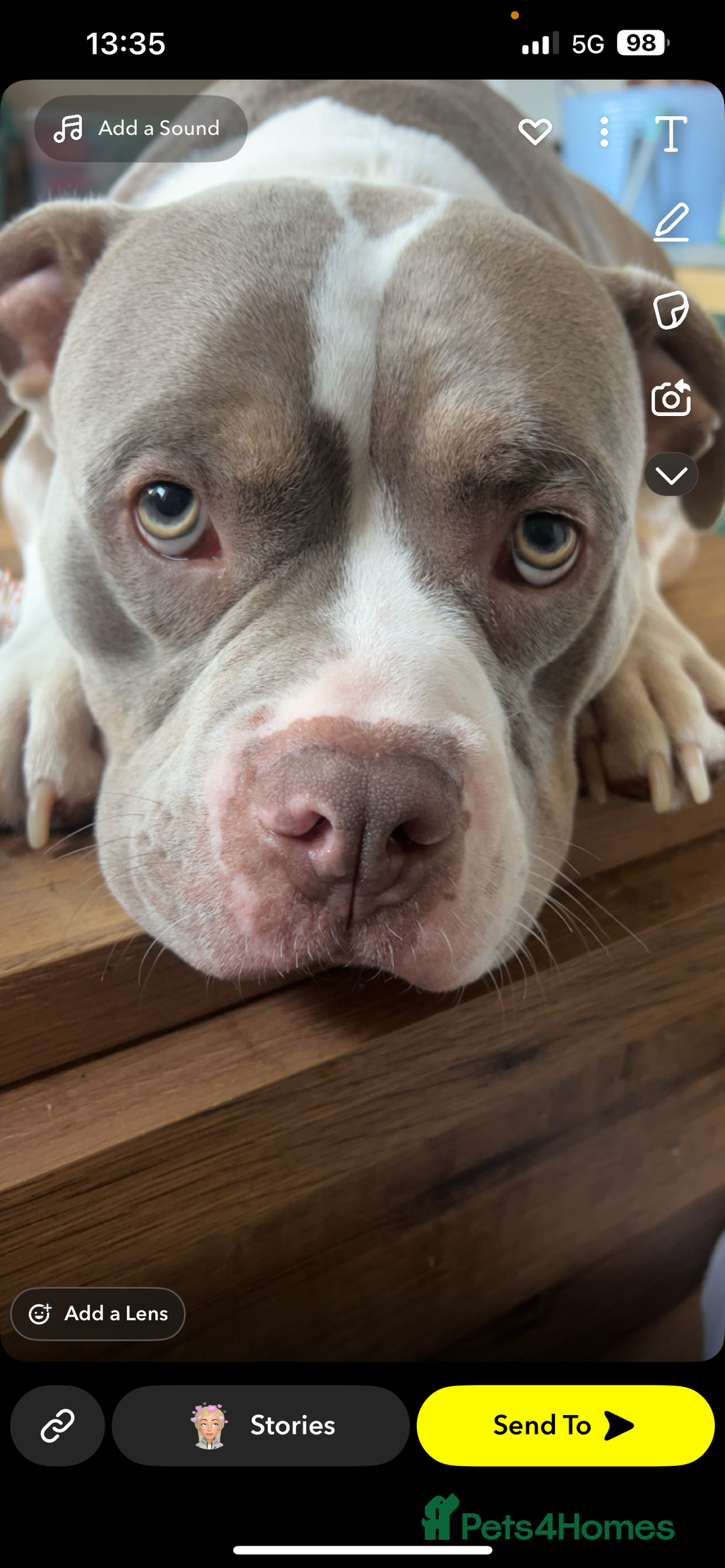 American Bully dogs for sale: Male American bully  - Image 3