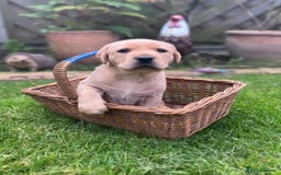 Labrador Retriever dogs for sale: Labrador puppies  - Image 4