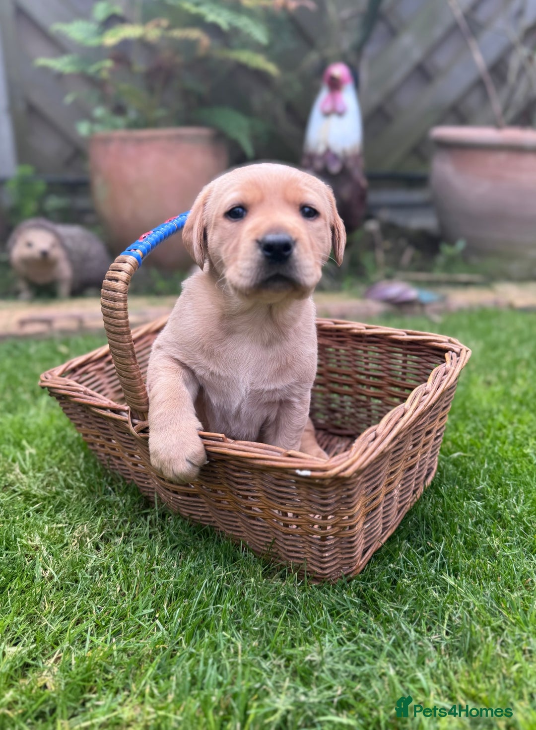 Labrador Retriever dogs for sale: Labrador puppies  - Image 4