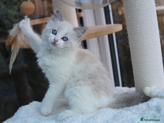 Ragdoll cats Blue Lynx Bicolour Ragdoll - Advert 5