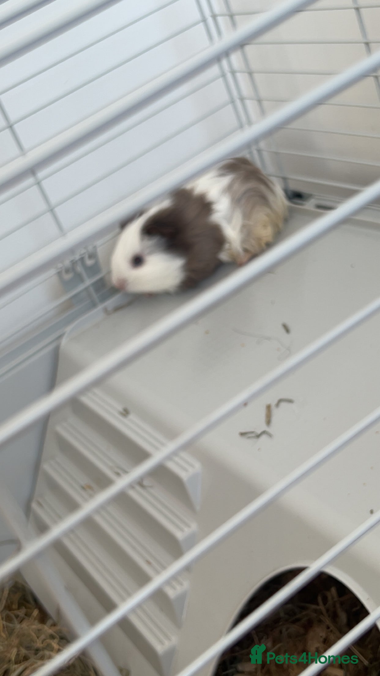 Guinea Pig rodents 2 male 7 week old guinea pigs with everything incl - Advert 17