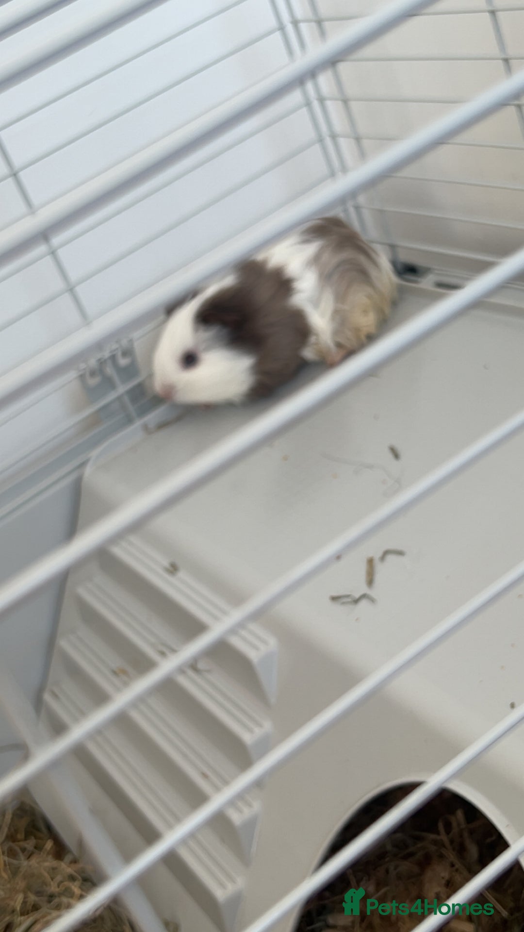 Guinea Pig rodents for sale: 2 male 7 week old guinea pigs with everything incl - Advert 1