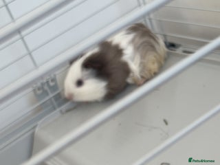 Guinea Pig rodents 2 male 7 week old guinea pigs with everything incl - Advert 1