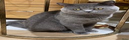 British Shorthair cats for stud: British shorthair blue cat for stud - Advert 3