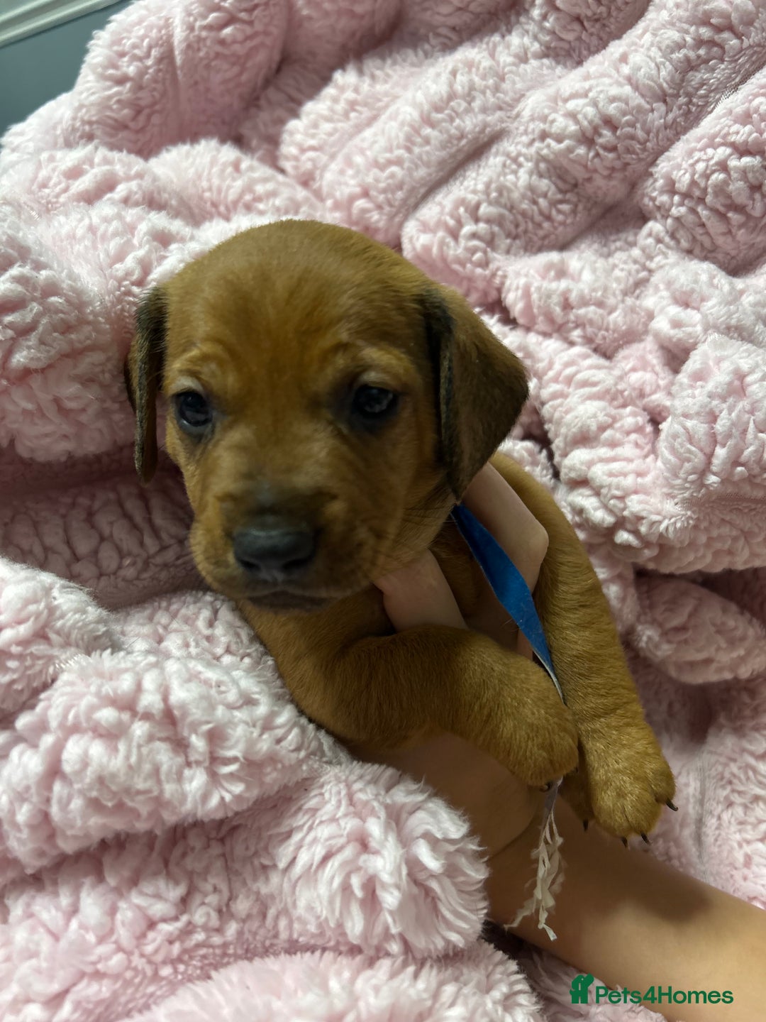 Mixed Breed dogs for sale: Beautiful Doxies - Image 7
