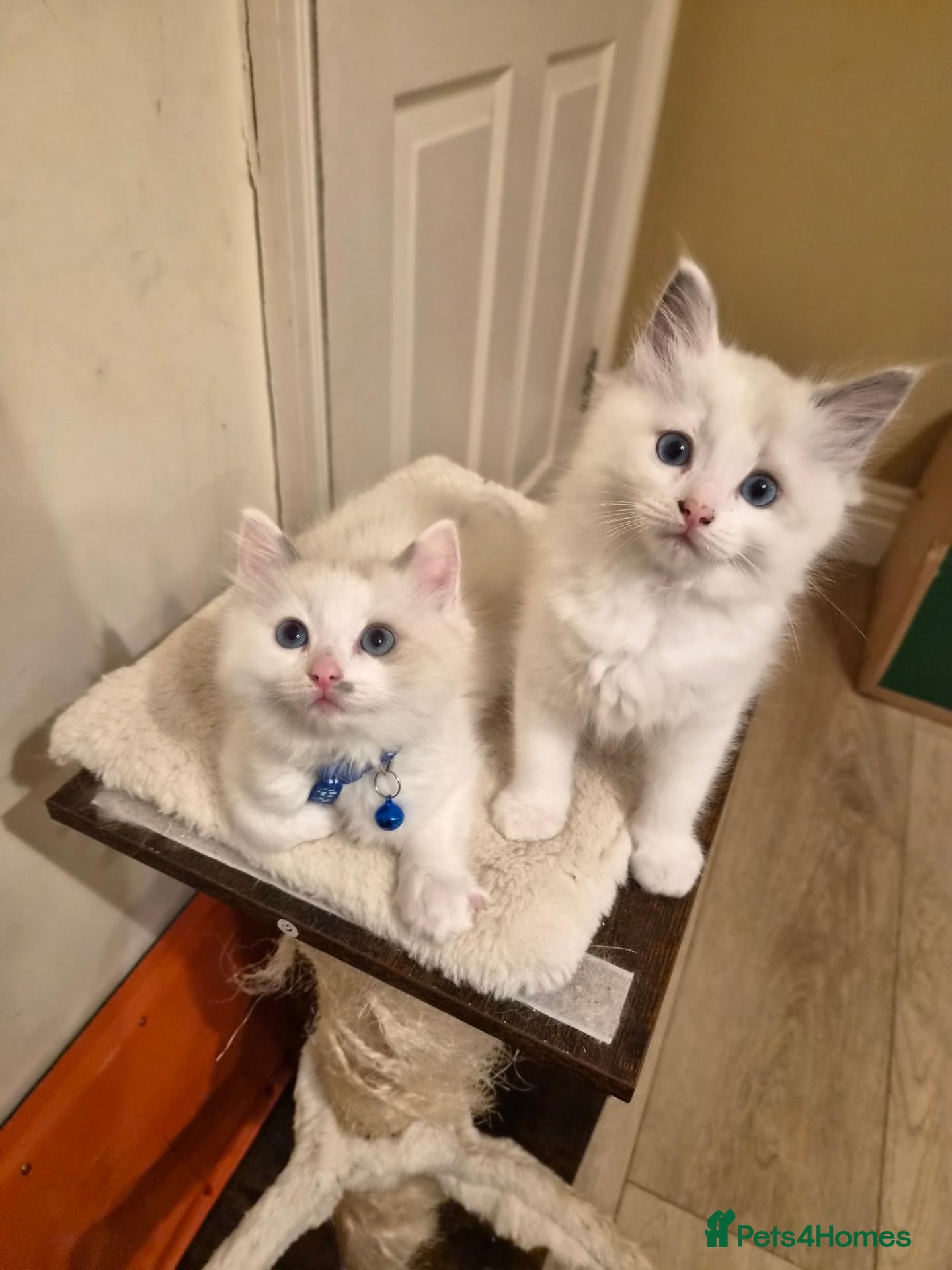 Ragdoll cats for sale: Exceptional pure bred ragdolls - Advert 1