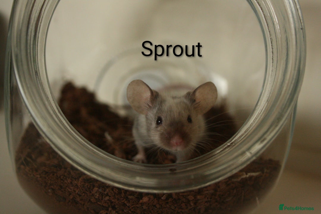 Mouse rodents for sale: 🐭 Female Mice Available for Adoption 🐭 - Advert 10