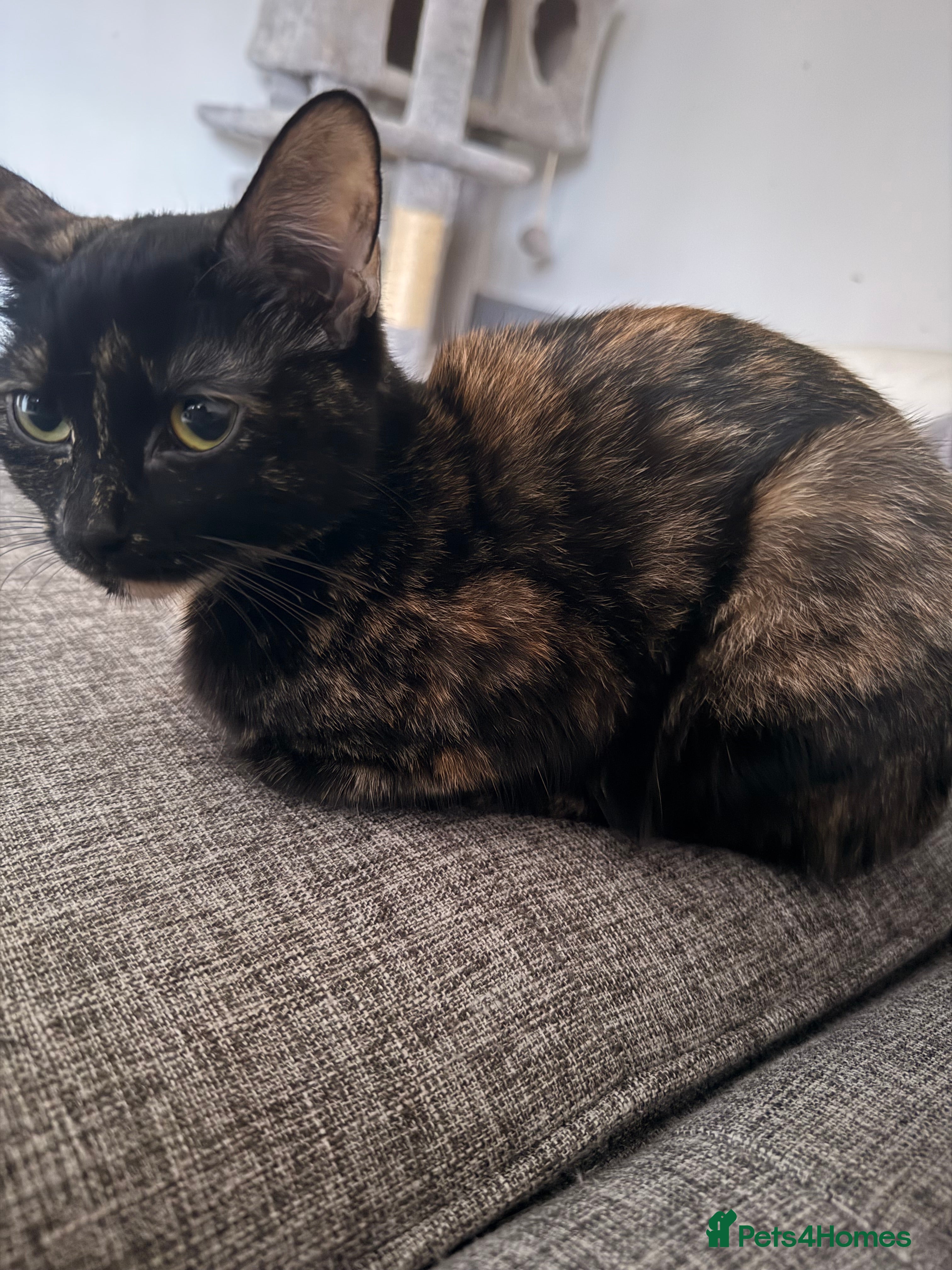 British Shorthair cats Cuddly INDOOR Tortoiseshell female  - Advert 1