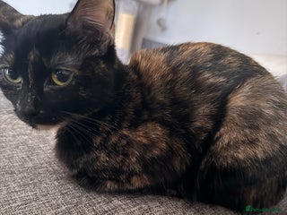 British Shorthair cats Cuddly INDOOR Tortoiseshell female - Advert 1