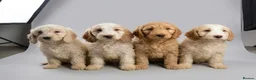 Cockapoo dogs for sale: 1 female F1 cockapoo puppies  - Advert 2