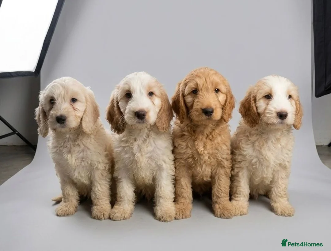 Cockapoo dogs for sale: 1 female F1 cockapoo puppies  - Advert 2