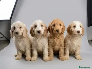 Cockapoo dogs 6 F1 cockapoo puppies - Advert 6
