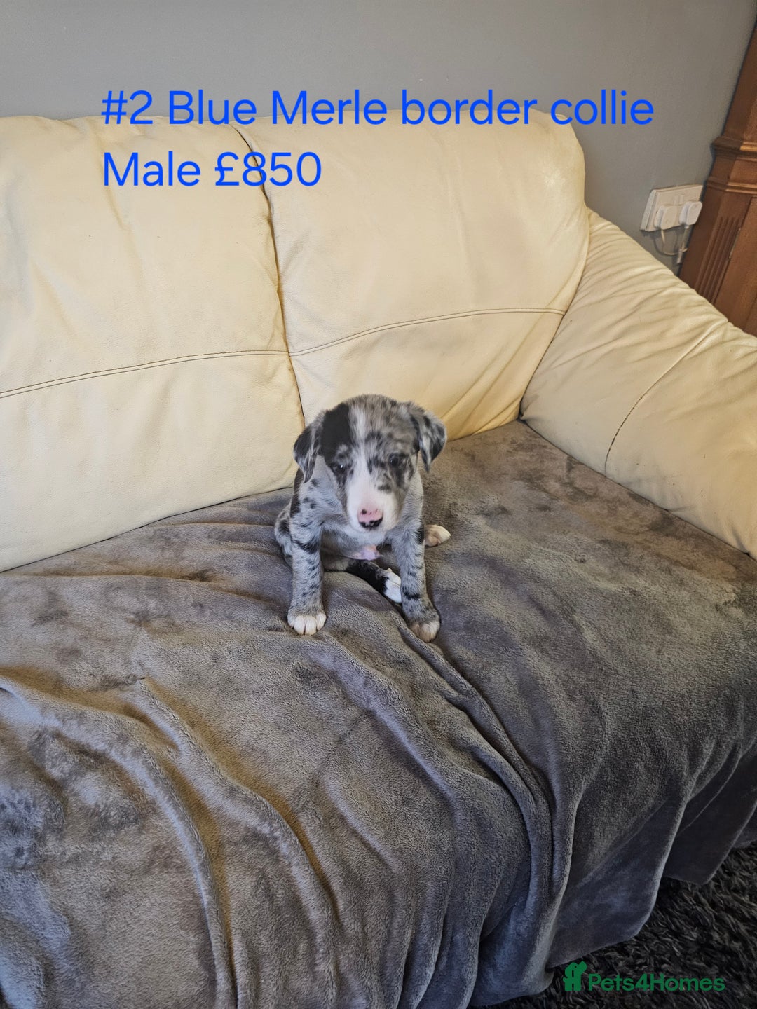 Border Collie dogs for sale: Blue merle&black&white puppies for sale  - Advert 2