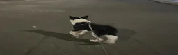 Border Collie dogs for sale: Stella - Gentle 6yo Border Collie in Milton Keynes - Advert 3