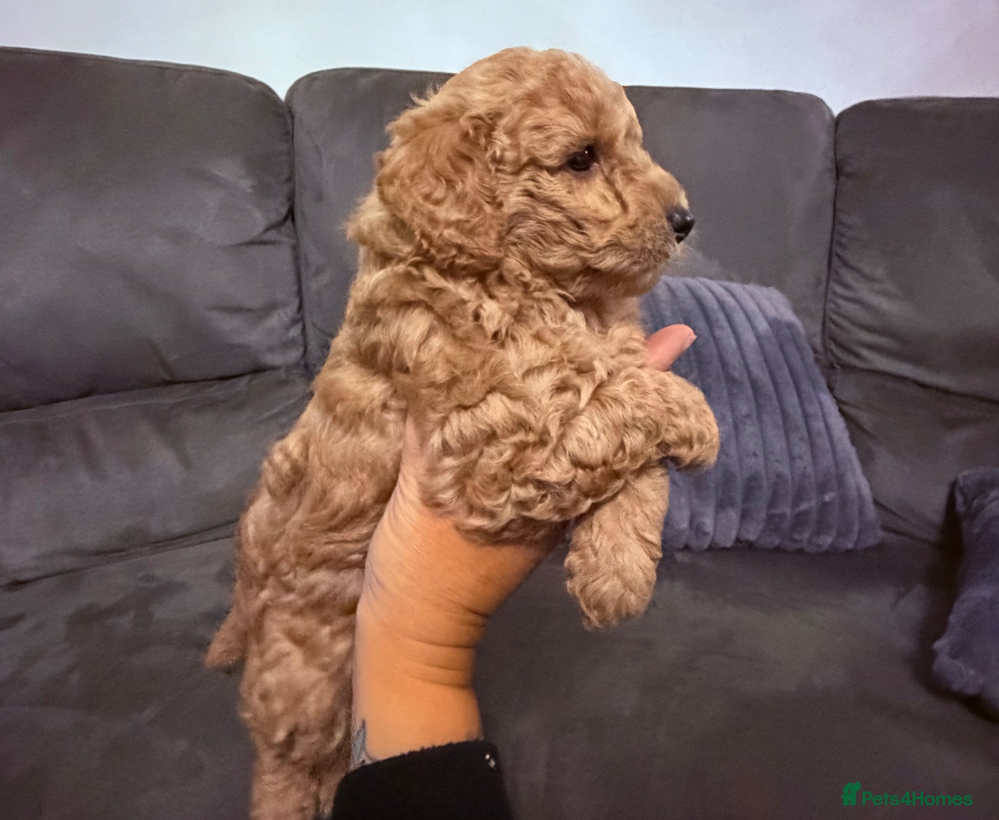 Toy Poodle dogs Stunning toy poodle puppies  - Advert 12