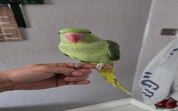 Parrots birds for sale: Alexandrine parrot looking for new home  - Image 1