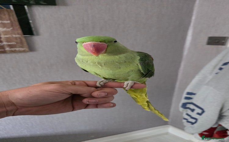 Parrots birds - Advert 2