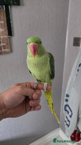Parrots birds - Advert 11