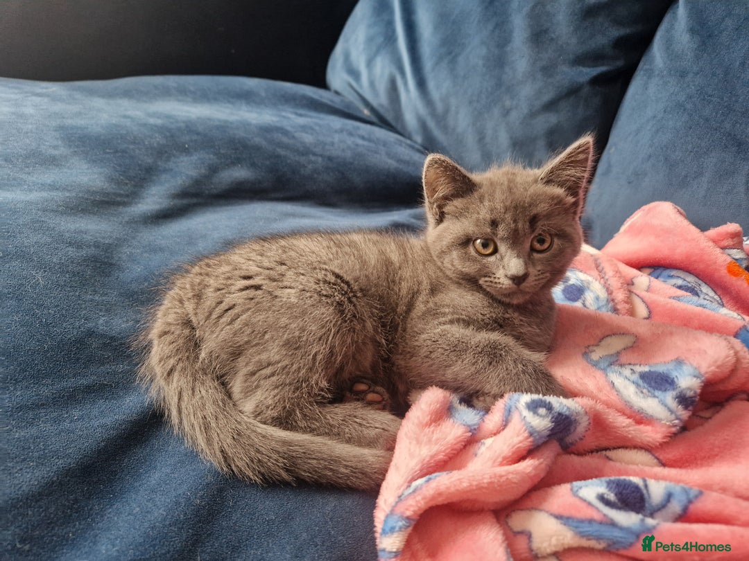 Russian Blue cats for sale: Female Russian blue - Image 1