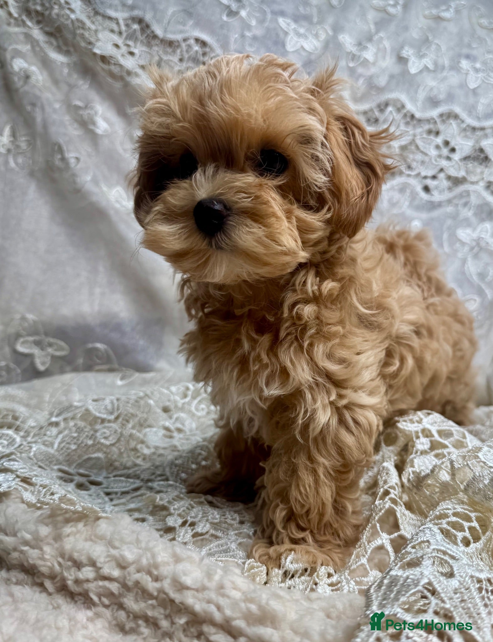 Maltipoo dogs Unique Asian Maltipoo puppies.DNA tested parents. - Advert 2