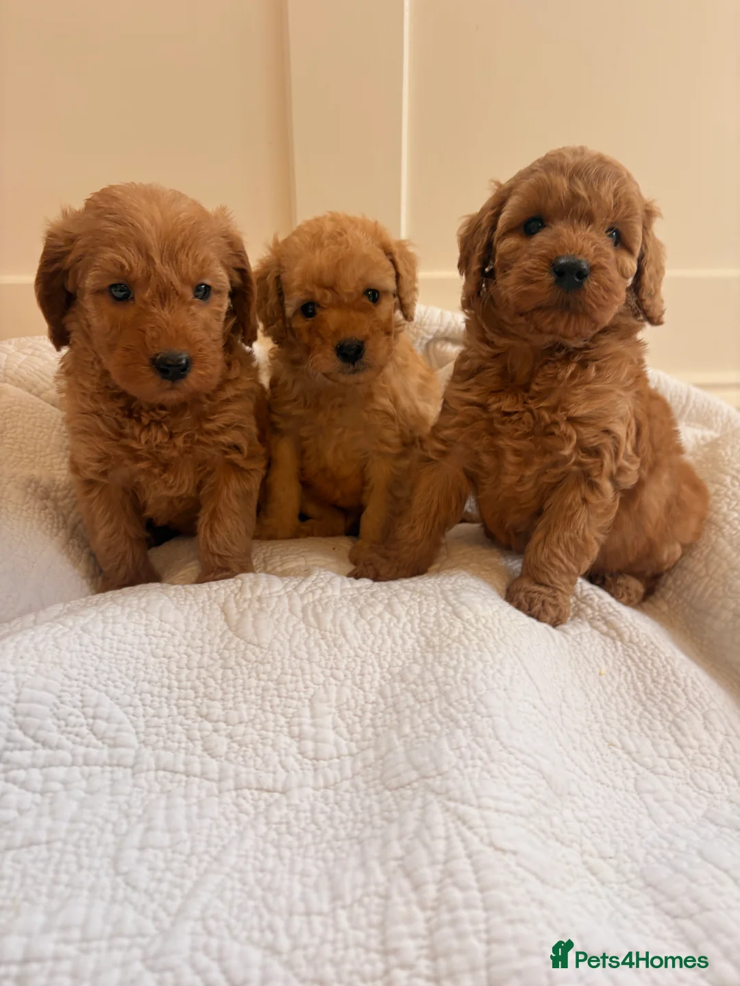 Labradoodle dogs for sale: LICENSED BREEDER QUALITY MINI LABRADOODLES - Advert 26