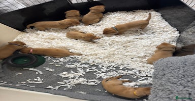 Labrador Retriever dogs - Advert 11