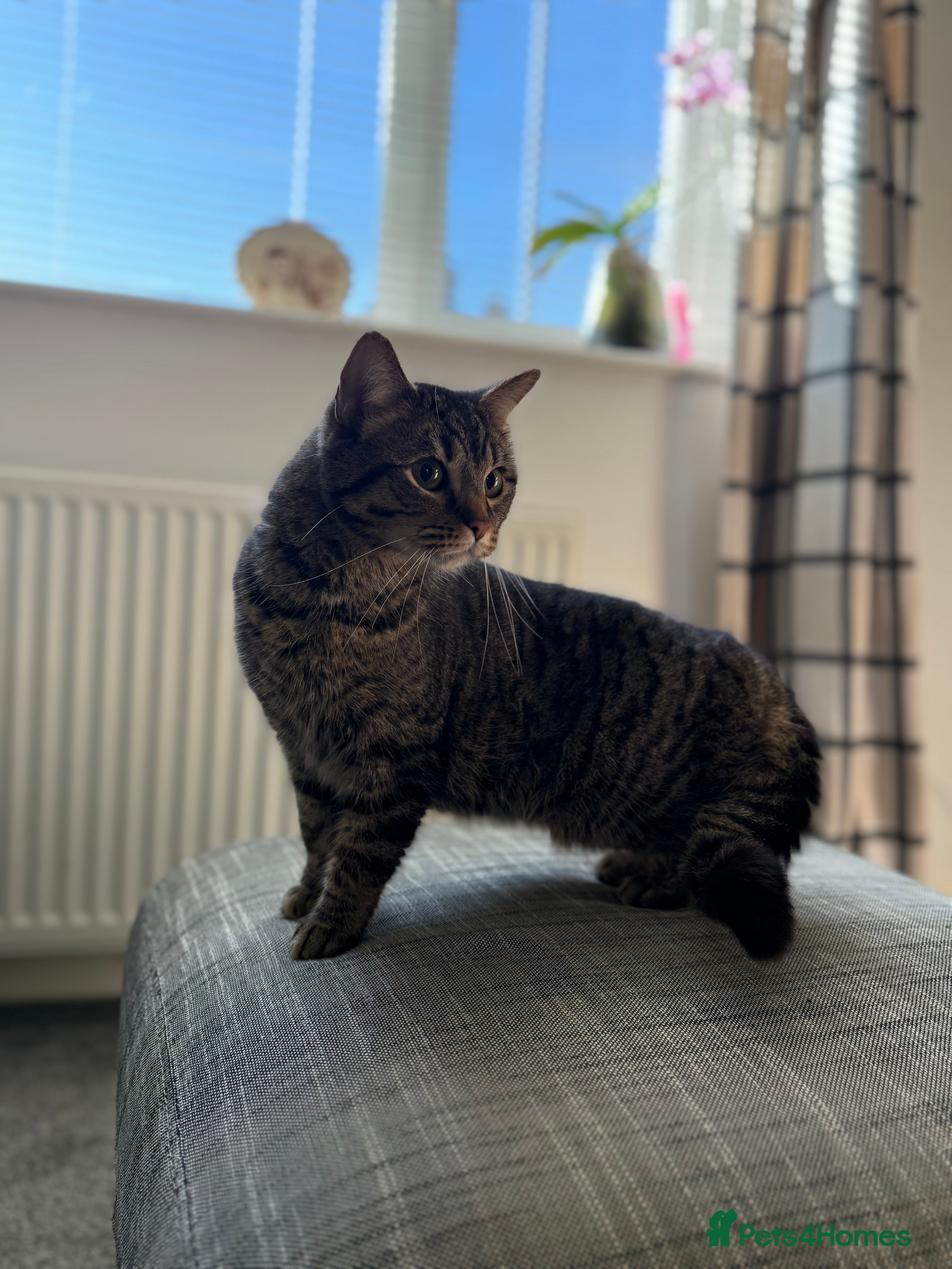 Mixed Breed cats 3 cats looking for loving home  - Advert 1