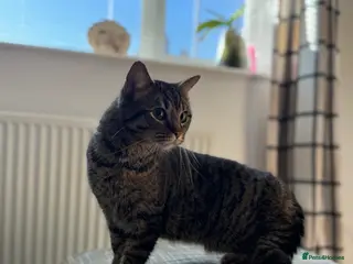 Mixed Breed cats 3 cats looking for loving home - Advert 1