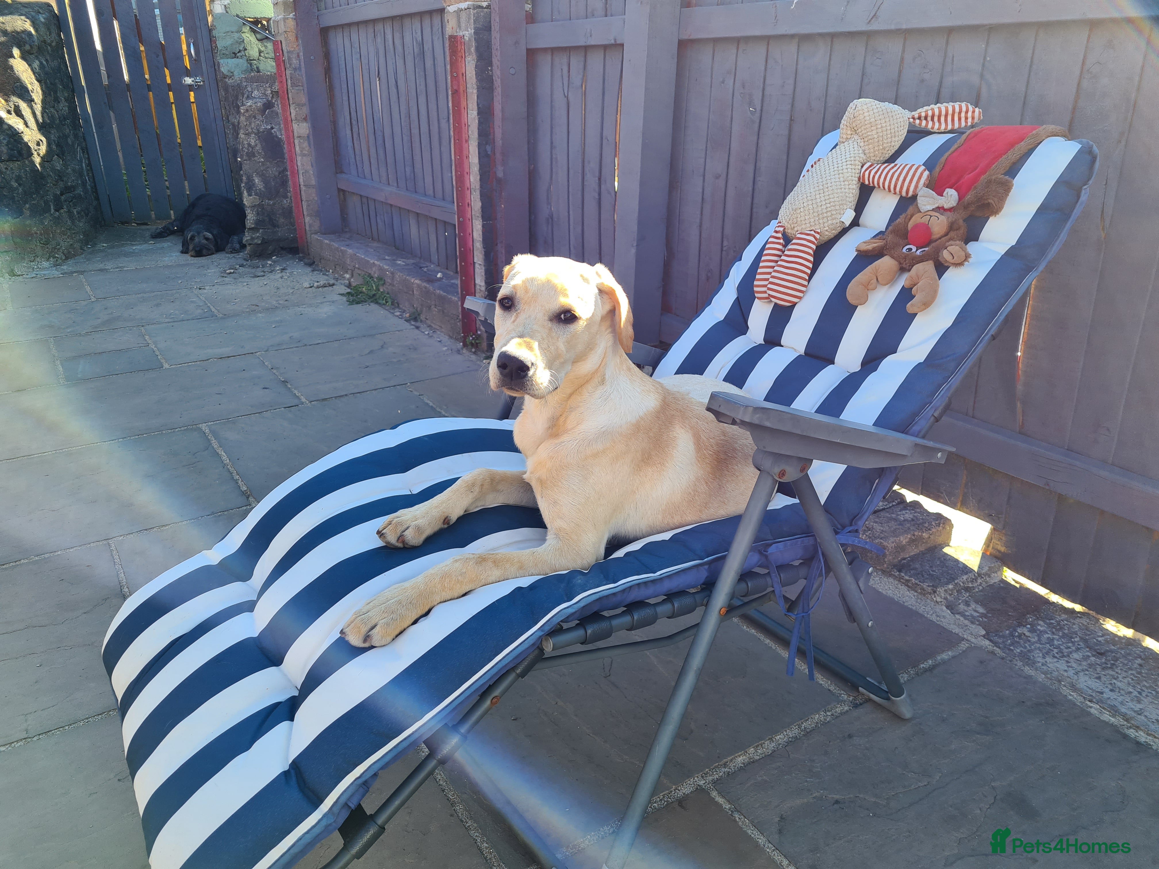 Labrador Retriever dogs KC Registered Labrador Retriever Puppies - Advert 2