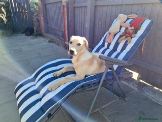 Labrador Retriever dogs KC Registered Labrador Retriever Puppies - Advert 1