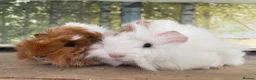 Guinea Pig rodents for sale: Baby girl guinea pigs  - Advert 2