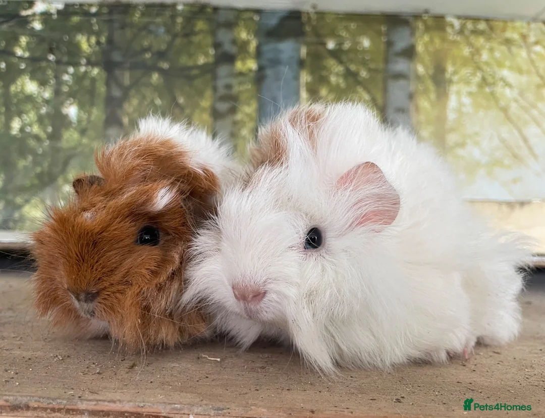Guinea Pig rodents for sale: Baby girl guinea pigs  - Advert 2