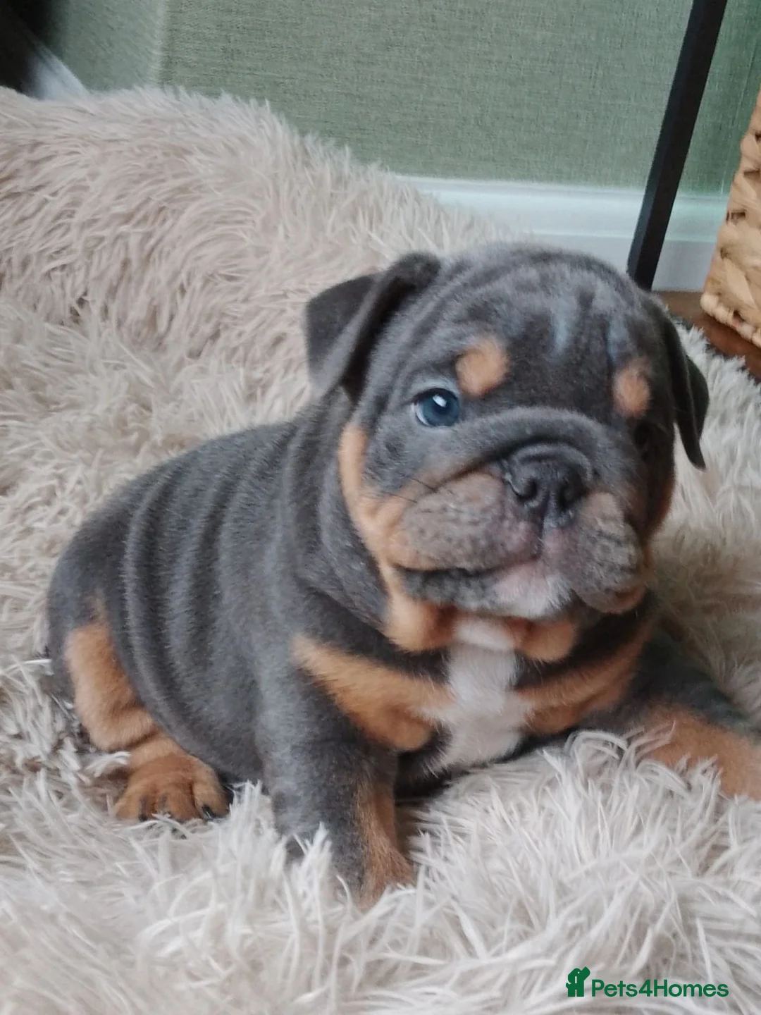 English Bulldog dogs for sale: Stunning English Bulldog Puppies - 2 Girls & 1 Boy in Southsea - Advert 2