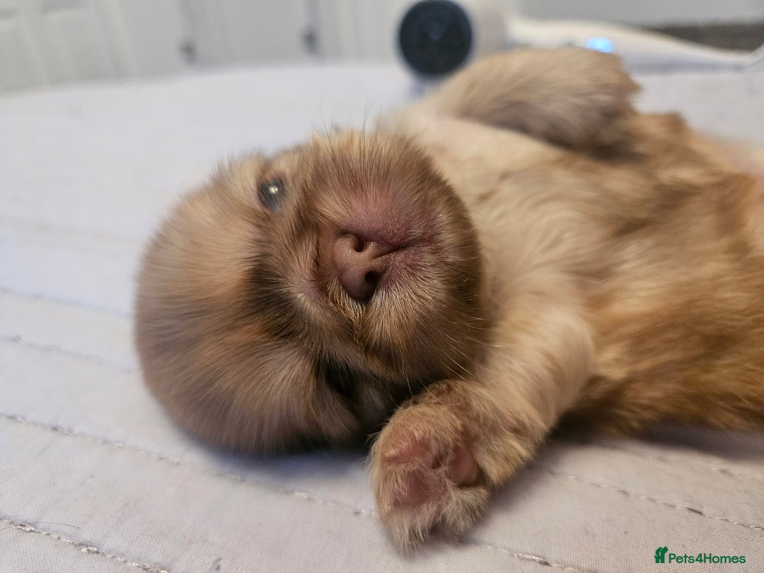 Shih Tzu dogs for sale: Imperial Shih Tzu Puppies - Advert 12