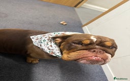 English Bulldog dogs for sale: 💕 Beautiful English Bulldog - Image 6