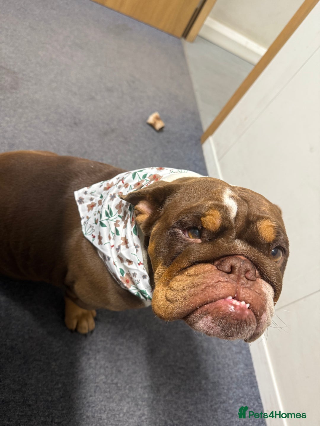 English Bulldog dogs for sale: 💕 Beautiful English Bulldog - Image 6