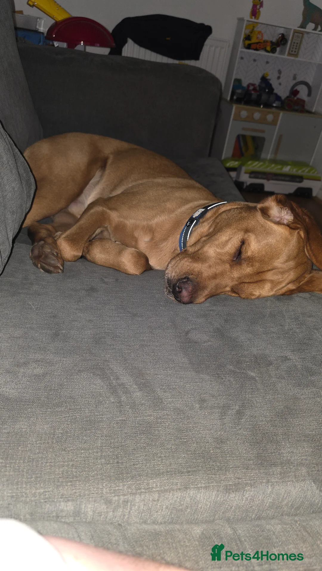 Labrador Retriever dogs for sale: Fox red labrador male for sale  - Advert 2