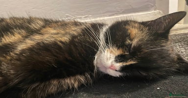 Mixed Breed cats - Advert 7