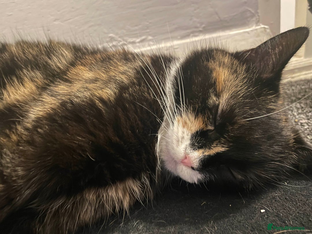 Mixed Breed cats for sale: Sad Rehoming of My Cat - Image 3