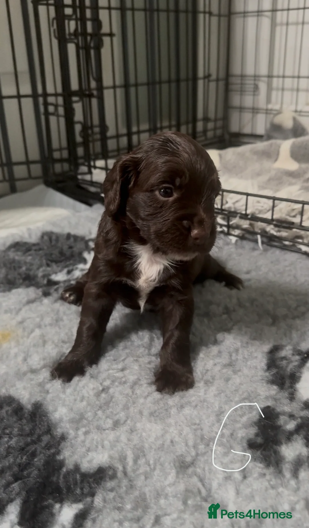 Sprocker dogs for sale: Gorgous sprocker puppies  - Advert 2