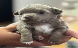 Chihuahua dogs for sale: Beautiful Long Coat Chihuahua Puppies - Image 3