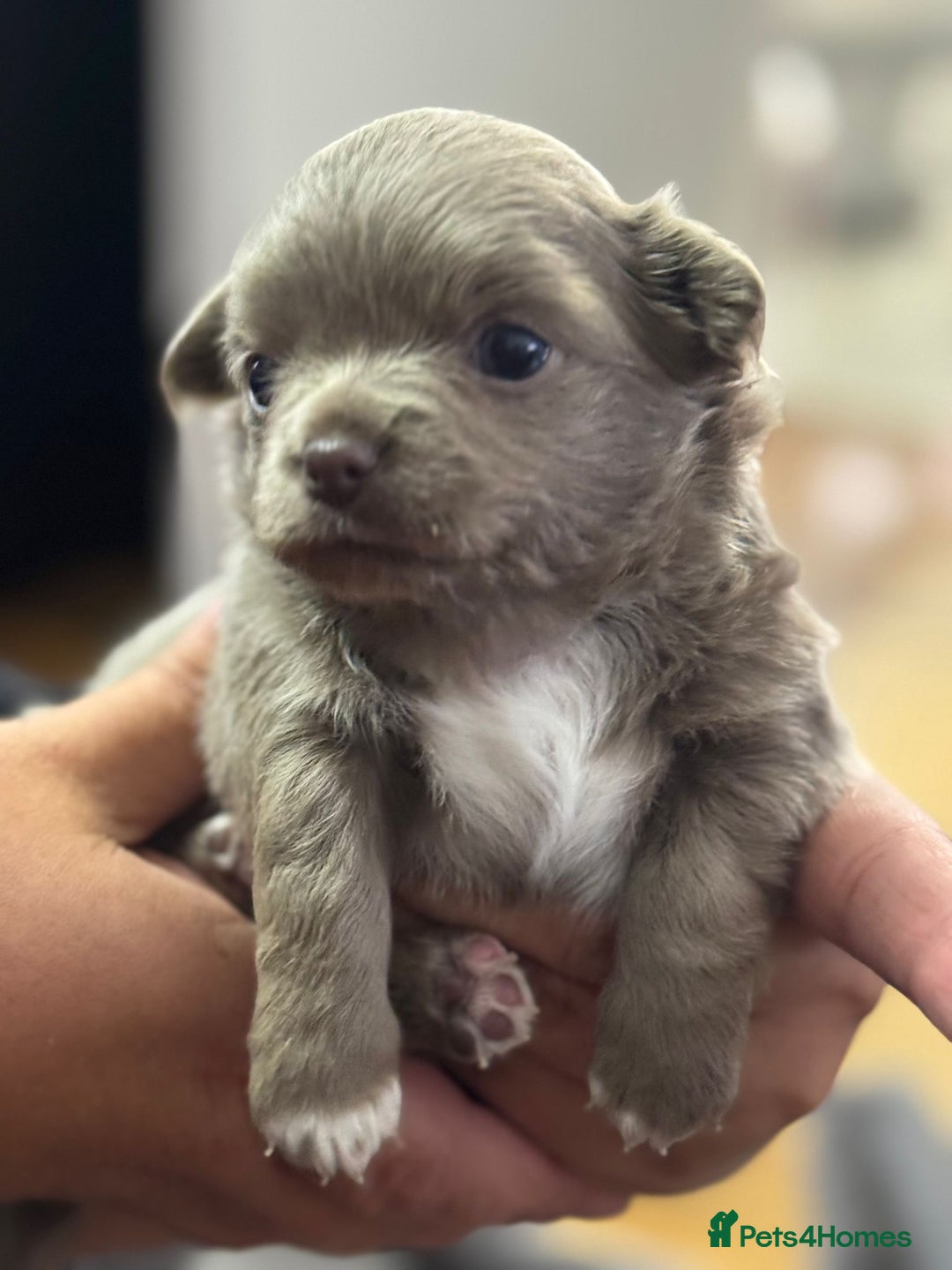 Chihuahua dogs for sale: Beautiful Long Coat Chihuahua Puppies - Image 3